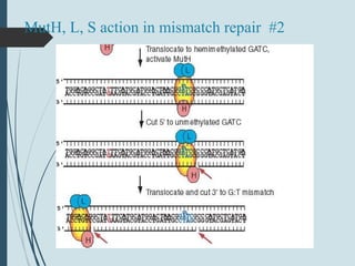 MutH, L, S action in mismatch repair #2
 