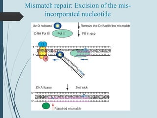 Mismatch repair: Excision of the mis-
incorporated nucleotide
 