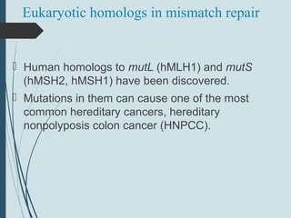 Eukaryotic homologs in mismatch repair
 Human homologs to mutL (hMLH1) and mutS
(hMSH2, hMSH1) have been discovered.
 Mutations in them can cause one of the most
common hereditary cancers, hereditary
nonpolyposis colon cancer (HNPCC).
 