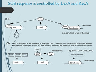 SOS response is controlled by LexA and RecA
recA lexA target gene
LexA
RecA
LexA
LexA
e.g. recA, lexA, uvrA, uvrB, umuC
Repressed
SOS response is controlled by LexA and RecA
OFF
ON
recA lexA target gene
LexA
e.g. RecA, UvrA, UvrB, UmuC
de-repressed
RecA is activated in the presence of damaged DNA. It serves as a co-protease to activate a latent,
self-cleaving proteolytic activity in LexA, thereby removing the repressor from SOS inducible genes.
RecARecA RecA
RecA
+ cleaved LexA
active proteins
 