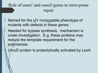 Role of umuC and umuD genes in error-prone
repair
 Named for the UV nonmutable phenotype of
mutants with defects in these genes.
 Needed for bypass synthesis; mechanism is
under investigation. E.g. these proteins may
reduce the template requirement for the
polymerase.
 UmuD protein is proteolytically activated by LexA.
 