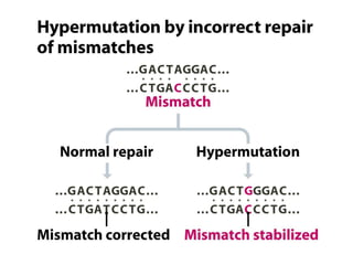 DNA Damage Repair mechanisms.pdf