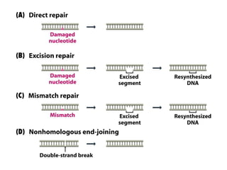 DNA Damage Repair mechanisms.pdf