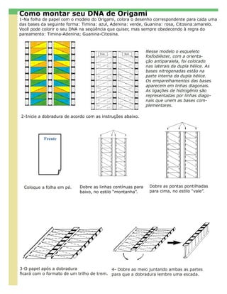 Como montar seu DNA de Origami
1-Na folha de papel com o modelo do Origami, colora o desenho correspondente para cada uma
das bases da seguinte forma: Timina: azul, Adenina: verde, Guanina: rosa, Citosina:amarelo.
Você pode colorir o seu DNA na seqüência que quiser, mas sempre obedecendo à regra do
pareamento: Timina-Adenina; Guanina-Citosina.



                                                            Nesse modelo o esqueleto
                                                            fosfodiéster, com a orienta-
                                                            ção antiparalela, foi colocado
                                                            nas laterais da dupla hélice. As
                                                            bases nitrogenadas estão na
                                                            parte interna da dupla hélice.
                                                            Os emparelhamentos das bases
                                                            aparecem em linhas diagonais.
                                                            As ligações de hidrogênio são
                                                            representadas por linhas diago-
                                                            nais que unem as bases com-
                                                            plementares.

2-Inicie a dobradura de acordo com as instruções abaixo.




           Frente




                               Dobre as linhas contínuas          3º   Dobre   as   linhas
  Coloque a folha em pé.   Dobre as linhas contínuas para
                               para baixo. Parecendo         Dobre as pontas para cima.
                                                                  pontilhadas pontilhadas
                           baixo, no estilo “montanha”.
                               uma “montanha”                para Parecendo um “vale”.
                                                                  cima, no estilo “vale”.




3-O papel após a dobradura                 4- Dobre ao meio juntando ambas as partes
ficará com o formato de um trilho de trem. para que a dobradura lembre uma escada.
 