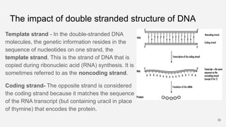 The impact of double stranded structure of DNA
Template strand - In the double-stranded DNA
molecules, the genetic informa...