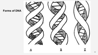 Forms of DNA
42
 