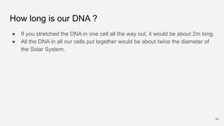 How long is our DNA ?
● If you stretched the DNA in one cell all the way out, it would be about 2m long.
● All the DNA in ...