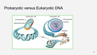 Prokaryotic versus Eukaryotic DNA
46
 