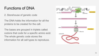 Functions of DNA
2. Storehouse of genetic code
The DNA holds the information for all the
proteins to be created for the ce...