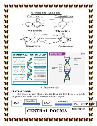 10
a. Structure of DNA
CENTRAL DOGMA
The process of converting DNA into RNA and then RNA in a specific
Polypeptide, this whole process is known as central dogma.
Transcription
DNA RNA POLYPEPTIDE
Transcription Translation
CENTRAL DOGMA
 
