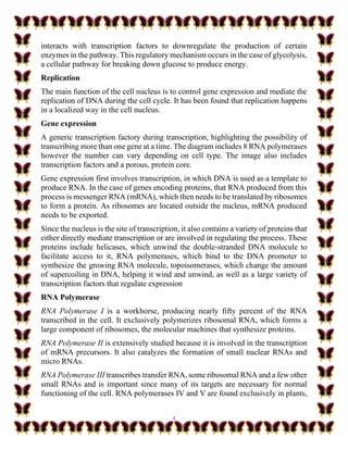 4
interacts with transcription factors to downregulate the production of certain
enzymes in the pathway. This regulatory mechanism occurs in the case of glycolysis,
a cellular pathway for breaking down glucose to produce energy.
Replication
The main function of the cell nucleus is to control gene expression and mediate the
replication of DNA during the cell cycle. It has been found that replication happens
in a localized way in the cell nucleus.
Gene expression
A generic transcription factory during transcription, highlighting the possibility of
transcribing more than one gene at a time. The diagram includes 8 RNA polymerases
however the number can vary depending on cell type. The image also includes
transcription factors and a porous, protein core.
Gene expression first involves transcription, in which DNA is used as a template to
produce RNA. In the case of genes encoding proteins, that RNA produced from this
process is messenger RNA (mRNA), which then needs to be translated by ribosomes
to form a protein. As ribosomes are located outside the nucleus, mRNA produced
needs to be exported.
Since the nucleus is the site of transcription, it also contains a variety of proteins that
either directly mediate transcription or are involved in regulating the process. These
proteins include helicases, which unwind the double-stranded DNA molecule to
facilitate access to it, RNA polymerases, which bind to the DNA promoter to
synthesize the growing RNA molecule, topoisomerases, which change the amount
of supercoiling in DNA, helping it wind and unwind, as well as a large variety of
transcription factors that regulate expression
RNA Polymerase
RNA Polymerase I is a workhorse, producing nearly fifty percent of the RNA
transcribed in the cell. It exclusively polymerizes ribosomal RNA, which forms a
large component of ribosomes, the molecular machines that synthesize proteins.
RNA Polymerase II is extensively studied because it is involved in the transcription
of mRNA precursors. It also catalyzes the formation of small nuclear RNAs and
micro RNAs.
RNA Polymerase III transcribes transfer RNA, some ribosomal RNA and a few other
small RNAs and is important since many of its targets are necessary for normal
functioning of the cell. RNA polymerases IV and V are found exclusively in plants,
 