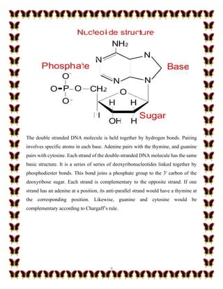 9
The double stranded DNA molecule is held together by hydrogen bonds. Pairing
involves specific atoms in each base. Adenine pairs with the thymine, and guanine
pairs with cytosine. Each strand of the double-stranded DNA molecule has the same
basic structure. It is a series of series of deoxyribonucleotides linked together by
phosphodiester bonds. This bond joins a phosphate group to the 3' carbon of the
deoxyribose sugar. Each strand is complementary to the opposite strand. If one
strand has an adenine at a position, its anti-parallel strand would have a thymine at
the corresponding position. Likewise, guanine and cytosine would be
complementary according to Chargaff’s rule.
 