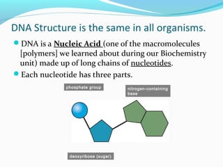 DNA Structure is the same in all organisms.
DNA is a Nucleic Acid (one of the macromolecules

[polymers] we learned about during our Biochemistry
unit) made up of long chains of nucleotides.
Each nucleotide has three parts.
phosphate group

deoxyribose (sugar)

nitrogen-containing
base

 