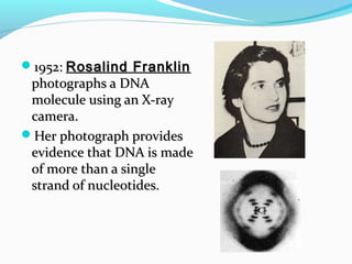 1952: Rosalind Franklin

photographs a DNA
molecule using an X-ray
camera.
Her photograph provides
evidence that DNA is made
of more than a single
strand of nucleotides.

 