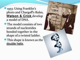 1953: Using Franklin’s

photo and Chargaff’s Rules,
Watson & Crick develop
a model of DNA.
The model consists of two
strands of nucleotides
bonded together in the
shape of a twisted ladder.
This shape is known as the
double helix.

 