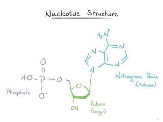 DNA double helix | PPT