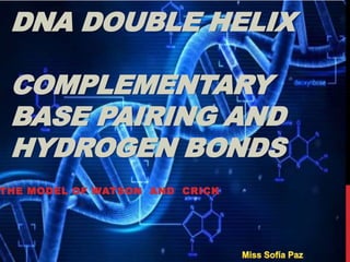 DNA DOUBLE HELIX
COMPLEMENTARY
BASE PAIRING AND
HYDROGEN BONDS
THE MODEL OF WATSON AND CRICK
 