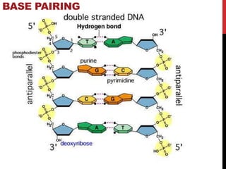 Dna double helix (2 class)