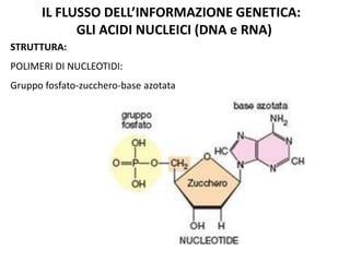 IL FLUSSO DELL’INFORMAZIONE GENETICA:
GLI ACIDI NUCLEICI (DNA e RNA)
STRUTTURA:

POLIMERI DI NUCLEOTIDI:
Gruppo fosfato-zucchero-base azotata

 