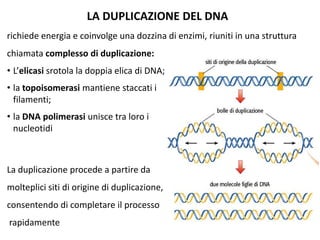 LA DUPLICAZIONE DEL DNA
richiede energia e coinvolge una dozzina di enzimi, riuniti in una struttura
chiamata complesso di duplicazione:
• L’elicasi srotola la doppia elica di DNA;
• la topoisomerasi mantiene staccati i
filamenti;
• la DNA polimerasi unisce tra loro i
nucleotidi

La duplicazione procede a partire da
molteplici siti di origine di duplicazione,
consentendo di completare il processo
rapidamente

 