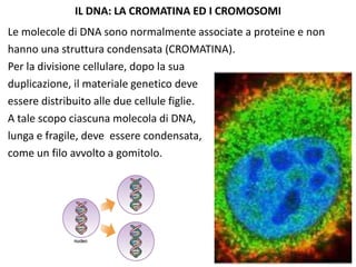 IL DNA: LA CROMATINA ED I CROMOSOMI
Le molecole di DNA sono normalmente associate a proteine e non
hanno una struttura condensata (CROMATINA).
Per la divisione cellulare, dopo la sua
duplicazione, il materiale genetico deve
essere distribuito alle due cellule figlie.
A tale scopo ciascuna molecola di DNA,
lunga e fragile, deve essere condensata,
come un filo avvolto a gomitolo.

 