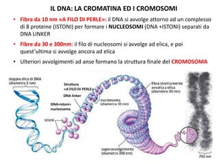 IL DNA: LA CROMATINA ED I CROMOSOMI
• Fibra da 10 nm «A FILO DI PERLE»: il DNA si avvolge attorno ad un complesso
di 8 proteine (ISTONI) per formare i NUCLEOSOMI (DNA +ISTONI) separati da
DNA LINKER

• Fibre da 30 e 300nm: il filo di nucleosomi si avvolge ad elica, e poi
quest’ultima si avvolge ancora ad elica
• Ulteriori avvolgimenti ad anse formano la struttura finale del CROMOSOMA

Struttura
«A FILO DI PERLE»
DNA linker

DNA+istoni=
nucleosoma

 