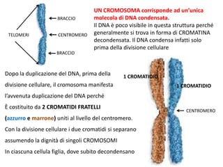 BRACCIO
TELOMERI

CENTROMERO

BRACCIO

UN CROMOSOMA corrisponde ad un’unica
molecola di DNA condensata.
Il DNA è poco visibile in questa struttura perché
generalmente si trova in forma di CROMATINA
decondensata. Il DNA condensa infatti solo
prima della divisione cellulare

Dopo la duplicazione del DNA, prima della

1 CROMATIDIO

divisione cellulare, il cromosoma manifesta

1 CROMATIDIO

l’avvenuta duplicazione del DNA perché
È costituito da 2 CROMATIDI FRATELLI
(azzurro e marrone) uniti al livello del centromero.
Con la divisione cellulare i due cromatidi si separano
assumendo la dignità di singoli CROMOSOMI

In ciascuna cellula figlia, dove subito decondensano

CENTROMERO

 