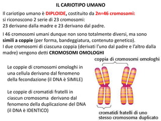 IL CARIOTIPO UMANO
Il cariotipo umano è DIPLOIDE, costituito da 2n=46 cromosomi:
si riconoscono 2 serie di 23 cromosomi:
23 derivano dalla madre e 23 derivano dal padre.
I 46 cromosomi umani dunque non sono totalmente diversi, ma sono
simili a coppie (per forma, bandeggiatura, contenuto genetico).
I due cromosomi di ciascuna coppia (derivati l’uno dal padre e l’altro dalla
madre) vengono detti CROMOSOMI OMOLOGHI
Le coppie di cromosomi omologhi in
una cellula derivano dal fenomeno
della fecondazione (il DNA è SIMILE)
Le coppie di cromatidi fratelli in
ciascun cromosoma derivano dal
fenomeno della duplicazione del DNA
(il DNA è IDENTICO)

 