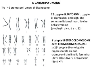 IL CARIOTIPO UMANO
Tra i 46 cromosomi umani si distinguono:
22 coppie di AUTOSOMI: coppie
di cromosomi omologhi che
sono simili sia nel maschio che
nella femmina
(omologhi da n. 1 a n. 22)

1 coppia di ETEROCROMOSOMI
detti CROMOSOMI SESSUALI:
la 23a coppia di omologhi è
rappresentata da due
cromosomi simili nella femmina
(detti XX) e diversi nel maschio
(detti XY)

 