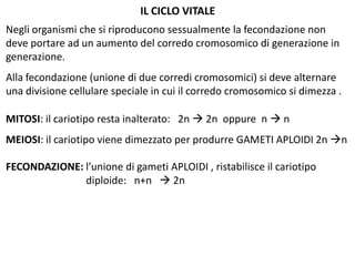 IL CICLO VITALE
Negli organismi che si riproducono sessualmente la fecondazione non
deve portare ad un aumento del corredo cromosomico di generazione in
generazione.
Alla fecondazione (unione di due corredi cromosomici) si deve alternare
una divisione cellulare speciale in cui il corredo cromosomico si dimezza .
MITOSI: il cariotipo resta inalterato: 2n  2n oppure n  n
MEIOSI: il cariotipo viene dimezzato per produrre GAMETI APLOIDI 2n n
FECONDAZIONE: l’unione di gameti APLOIDI , ristabilisce il cariotipo
diploide: n+n  2n

 