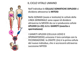 IL CICLO VITALE UMANO
Nell’individuo le CELLULE SOMATICHE DIPLOIDI si
dividono attraverso la MITOSI
2n

2n

n

n
2n

2n

2n

Nelle GONADI (ovaio e testicolo) le cellule della
LINEA GERMINALE sono capaci di dividersi
attraverso la MEIOSI da cui si producono cellule
APLOIDI (n=23) dette GAMETI (ovocita e
spermatozoo)
I GAMETI APLOIDI (CELLULA UOVO E
SPERMATOZOO) uniscono il loro cariotipo con la
FECONDAZIONE: lo ZIGOTE (2n) è la prima cellula
del nuovo individuo, che si accrescerà attraverso
successive MITOSI

 