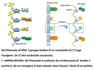 Nel filamento di DNA il gruppo fosfato di un nucleotide (in 5’) lega
l’ossigeno (in 3’) del nucleotide successivo.
L’ «IMPALCATURA» del filamento è costituita da un’alternanza di fosfato e
zucchero, da cui emergono le basi azotate come fossero i denti di un pettine

 