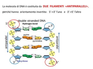 La molecola di DNA è costituita da DUE FILAMENTI «ANTIPARALLELI»,

perché hanno orientamento invertito: 5’->3’ l’uno e 3’->5’ l’altro

 