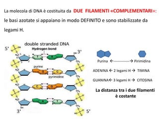 La molecola di DNA è costituita da DUE FILAMENTI «COMPLEMENTARI»:

le basi azotate si appaiano in modo DEFINITO e sono stabilizzate da
legami H.

Purina ------------- Pirimidina
ADENINA  2 legami H  TIMINA
GUANINA 3 legami H  CITOSINA

La distanza tra i due filamenti
è costante

 