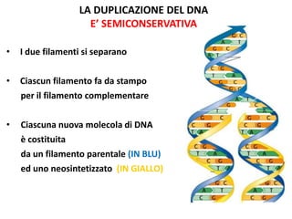 LA DUPLICAZIONE DEL DNA
E’ SEMICONSERVATIVA
•

I due filamenti si separano

•

Ciascun filamento fa da stampo
per il filamento complementare

•

Ciascuna nuova molecola di DNA
è costituita

da un filamento parentale (IN BLU)
ed uno neosintetizzato (IN GIALLO)

 