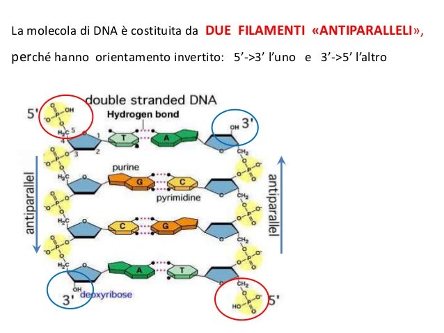 Dna E Cariotipo Dna E Cariotipo