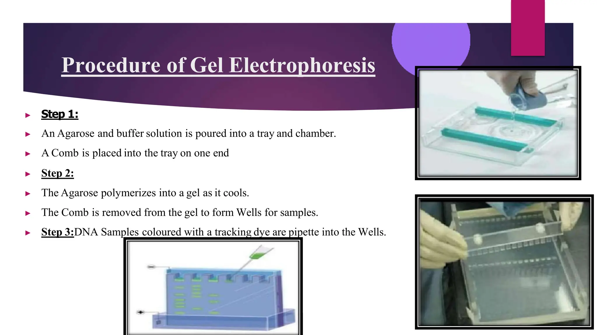DNA ELECTROPHORESIS, PCR, DNA SEQUENCING.pptx