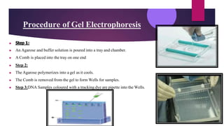 DNA ELECTROPHORESIS, PCR, DNA SEQUENCING.pptx