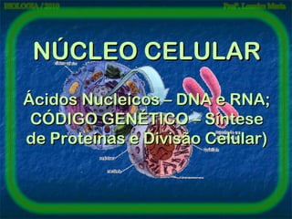 NÚCLEO CELULAR
Ácidos Nucleicos – DNA e RNA;
CÓDIGO GENÉTICO – Síntese
de Proteínas e Divisão Celular)

 