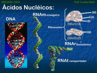 Ácidos Nucléicos:
DNA

RNAm ensageiro
Ribossomo

RNAribossômico

RNAt ransportador

 