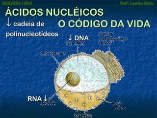 ÁCIDOS NUCLÉICOS
↓ cadeia de O CÓDIGO DA VIDA
polinucleotídeos

RNA ↓

↓ DNA

 