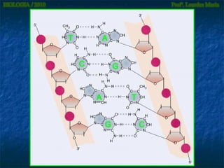 T

A
C

G

A

T
G

C

 