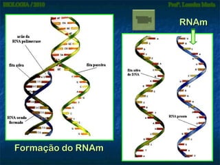RNAm

Formação do RNAm

 