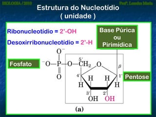 Estrutura do Nucleotídio
( unidade )
Ribonucleotídio = 2’-OH
Desoxirribonucleotídio = 2’-H

Base Púrica
ou
Pirimídica

Fosfato
Pentose

 