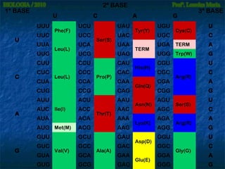 2ª BASE

1ª BASE

U
UUU

U

UUC
UUA
UUG

Phe(F)

Leu(L)

CUC
CUA

A

UCU

UAU

UCC

UAC

UCA

Ser(S)

UAA

Leu(L)

UCG

UAG

CCU

CUU
C

C

CAU

CCC
CCA

Pro(P)

CAC
CAA

CUG

ACU

AAU

AUC Ile(I)

ACC

AAC

AUA

ACA

AUG Met(M)

ACG

AAG

GUU
G

CAG

AUU
A

CCG

GCU

GAU

GUC
GUA
GUG

Val(V)

GCC
GCA
GCG

Thr(T)

Ala(A)

AAA

GAC
GAA
GAG

Tyr(Y)

TERM

His(H)

Gln(Q)

Asn(N)

Lys(K)

Asp(D)

Glu(E)

G
UGU
UGC

Cys(C)

3ª BASE
U
C

UGA TERM

A

UGG Trp(W)

G

CGU

U

CGC
CGA

Arg(R)

CGG
AGU
AGC
AGA
AGG

GGA
GGG

A
G

Ser(S)

Arg(R)

GGU
GGC

C

U
C
A
G
U

Gly(G)

C
A
G

 