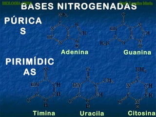 BASES NITROGENADAS
PÚRICA
S
Adenina

Guanina

PIRIMÍDIC
AS

Timina

Uracila

Citosina

 
