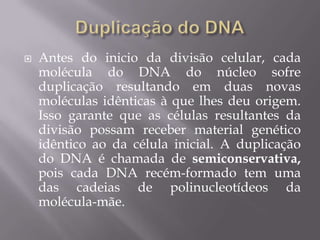  Antes do inicio da divisão celular, cada
molécula do DNA do núcleo sofre
duplicação resultando em duas novas
moléculas idênticas à que lhes deu origem.
Isso garante que as células resultantes da
divisão possam receber material genético
idêntico ao da célula inicial. A duplicação
do DNA é chamada de semiconservativa,
pois cada DNA recém-formado tem uma
das cadeias de polinucleotídeos da
molécula-mãe.
 