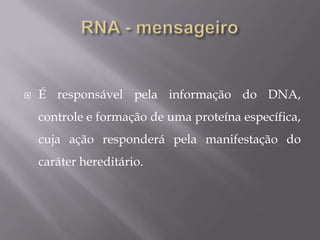  É responsável pela informação do DNA,
controle e formação de uma proteína específica,
cuja ação responderá pela manifestação do
caráter hereditário.
 