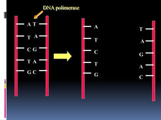 A
T
C
T
G
T
A
G
A
C
A
T
C
T
G
T
A
G
A
C
DNA polimerase
 