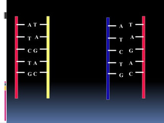 A
T
C
T
G
T
A
G
A
C
T
A
G
A
C
A
T
C
T
G
 